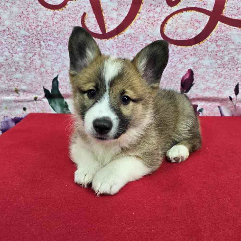 Male Pembroke Welsh Corgi Puppy for Sale in Virginia Beach, VA