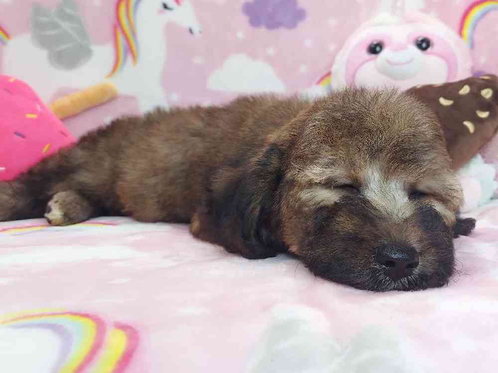 Female Mini Goldendoodle Puppy for sale