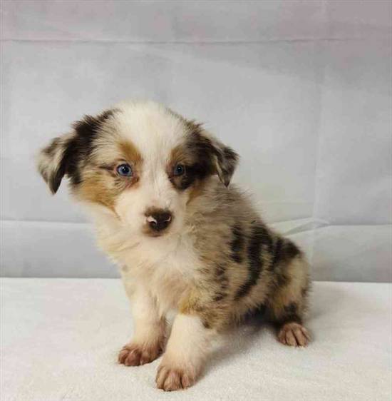 Mini Aussie