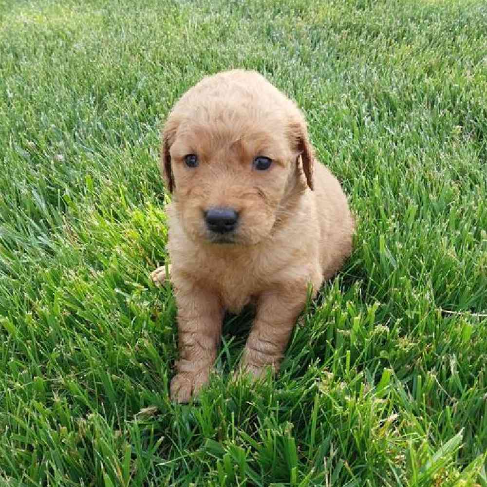 Female Golden Retriever Puppy for Sale in Virginia Beach, VA