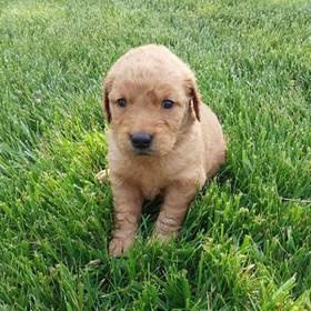 Golden Retriever