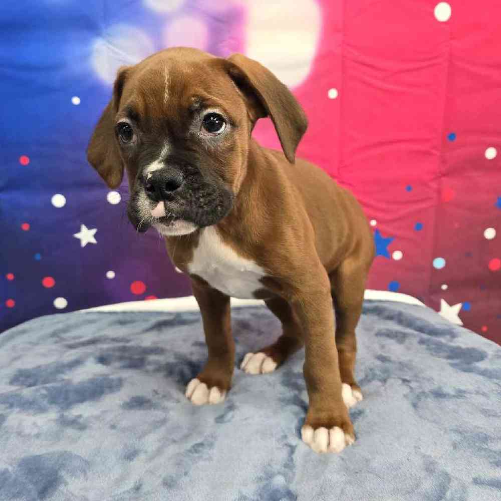 Male Boxer Puppy for Sale in Virginia Beach, VA