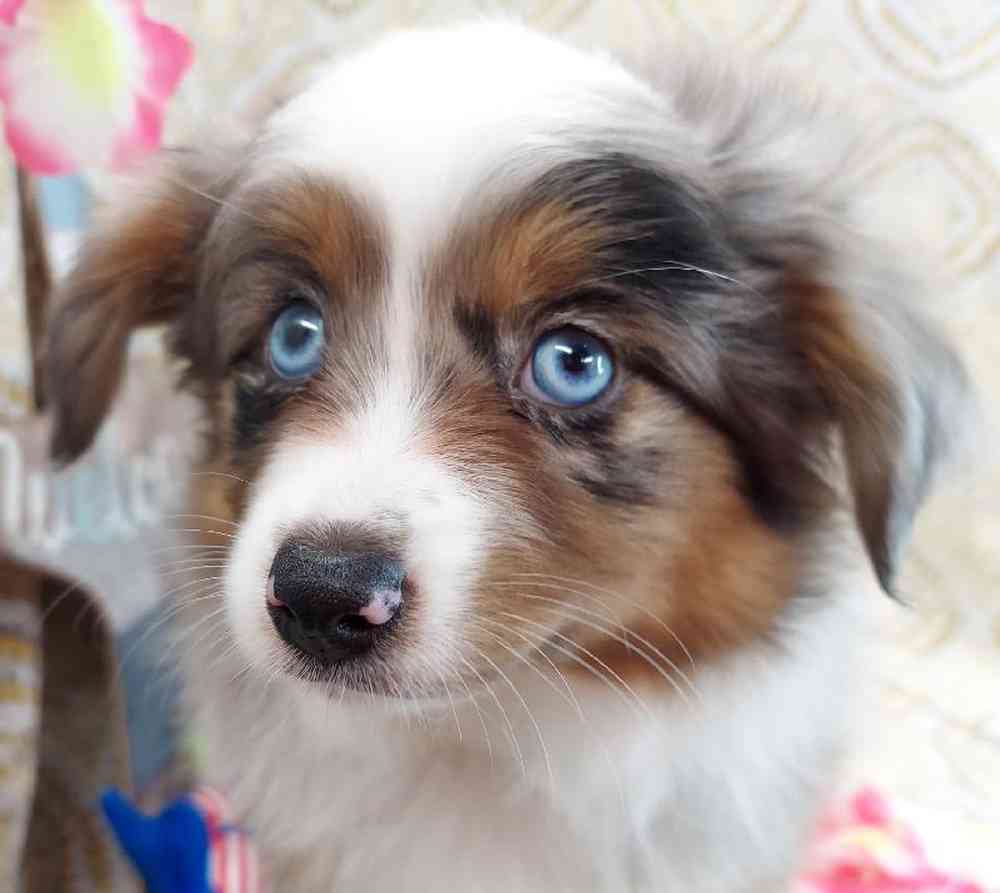 Female Mini Aussie Puppy for sale