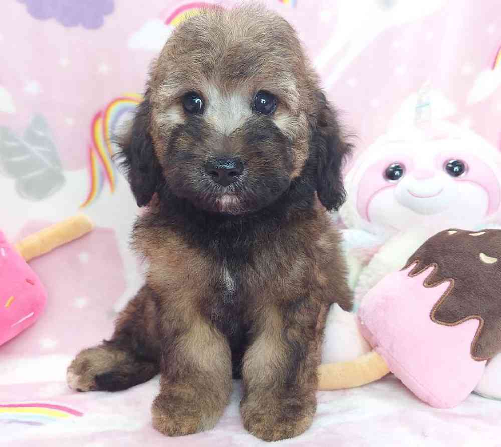 Female Mini Goldendoodle Puppy for sale