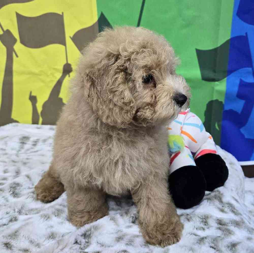 Male Mini Poodle Puppy for Sale in Virginia Beach, VA