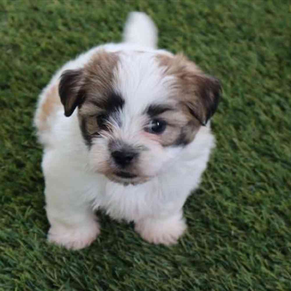 Male Teddy Bear Puppy for Sale in Virginia Beach, VA
