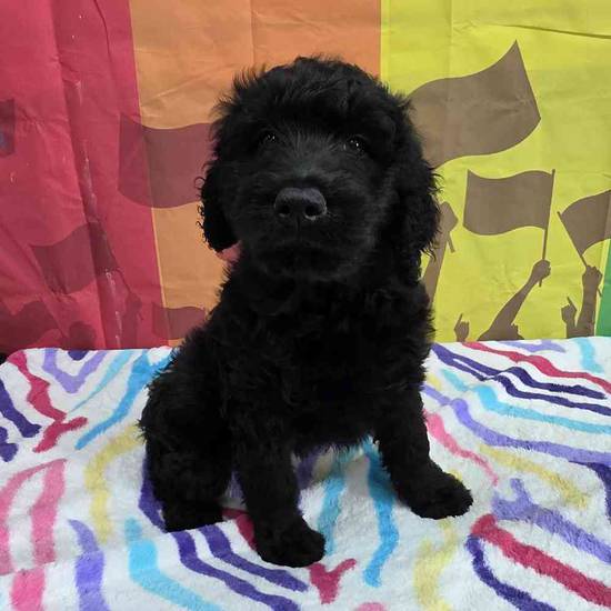 Goldendoodle