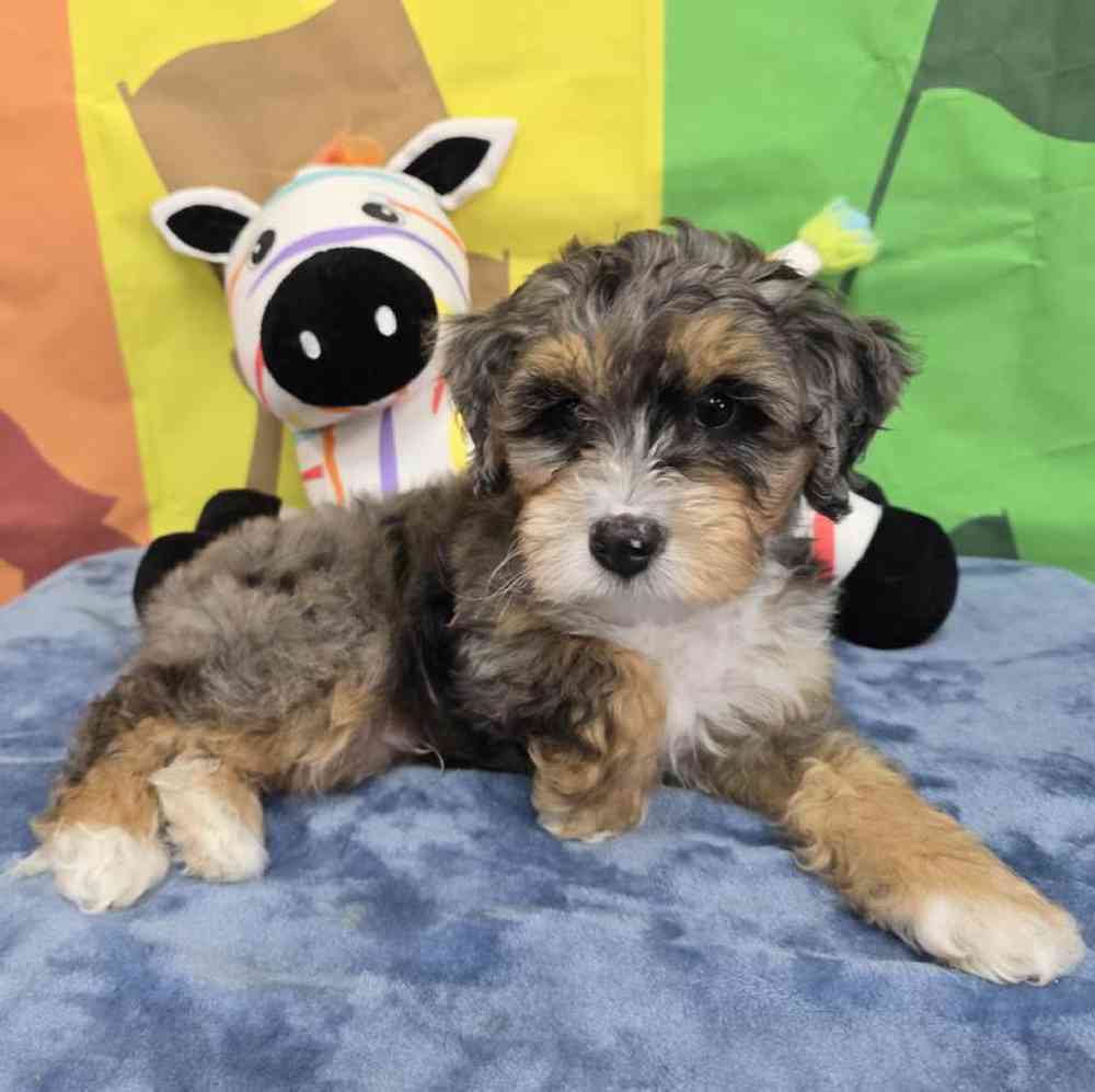 Male Mini Bernadoodle Puppy for Sale in Virginia Beach, VA