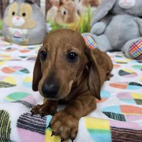 Dachshund