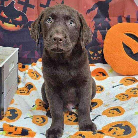 Labrador Retriever