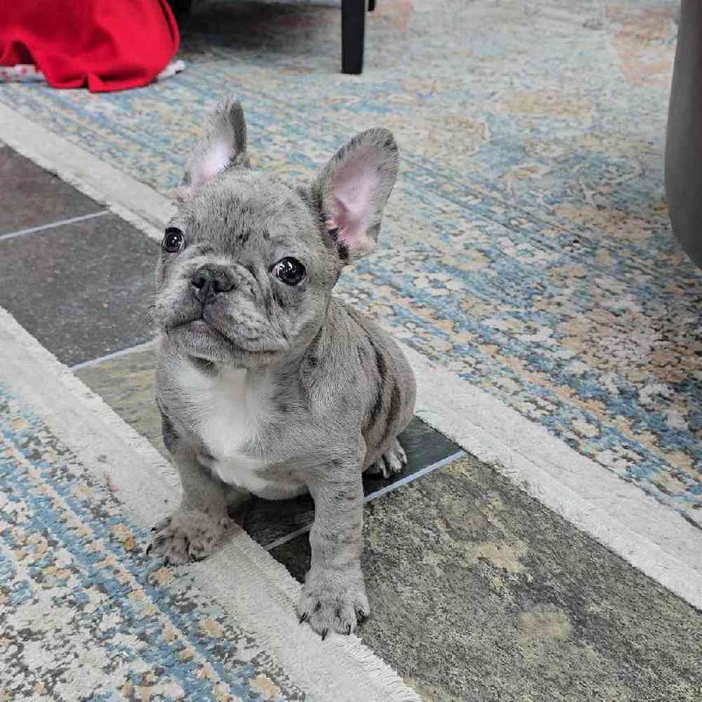 Male French Bulldog Puppy for Sale in Virginia Beach, VA