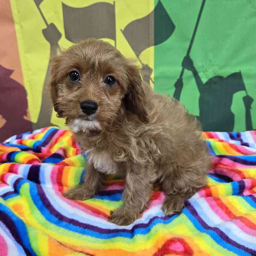 Female Cavapoo Puppy for Sale in Virginia Beach, VA