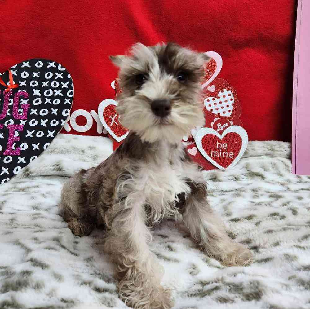 Schnauzer puppies store near me