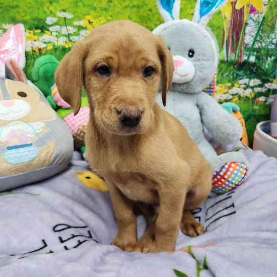 Labrador Retriever Puppies For Sale These Pups Are Going Fast - 7i9o15t