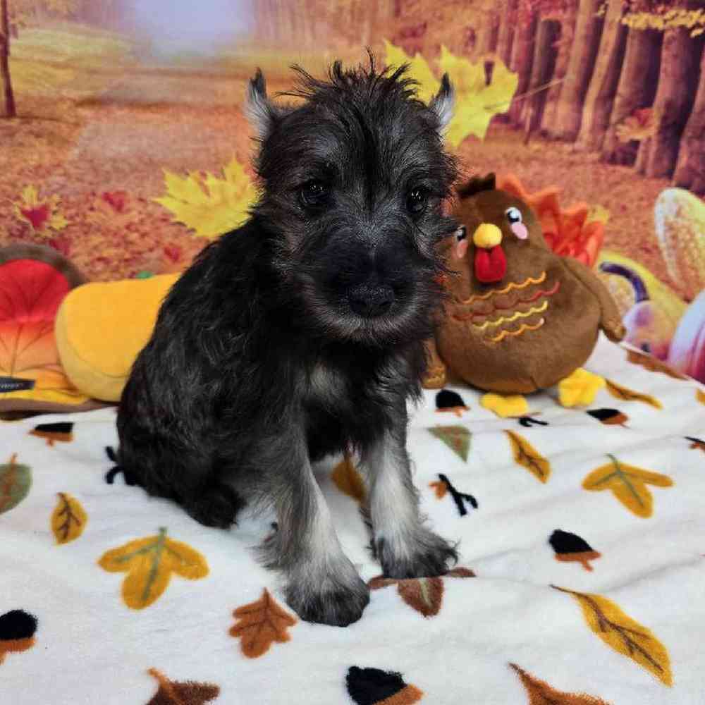 Male Mini Schnauzer Puppy for Sale in Virginia Beach, VA
