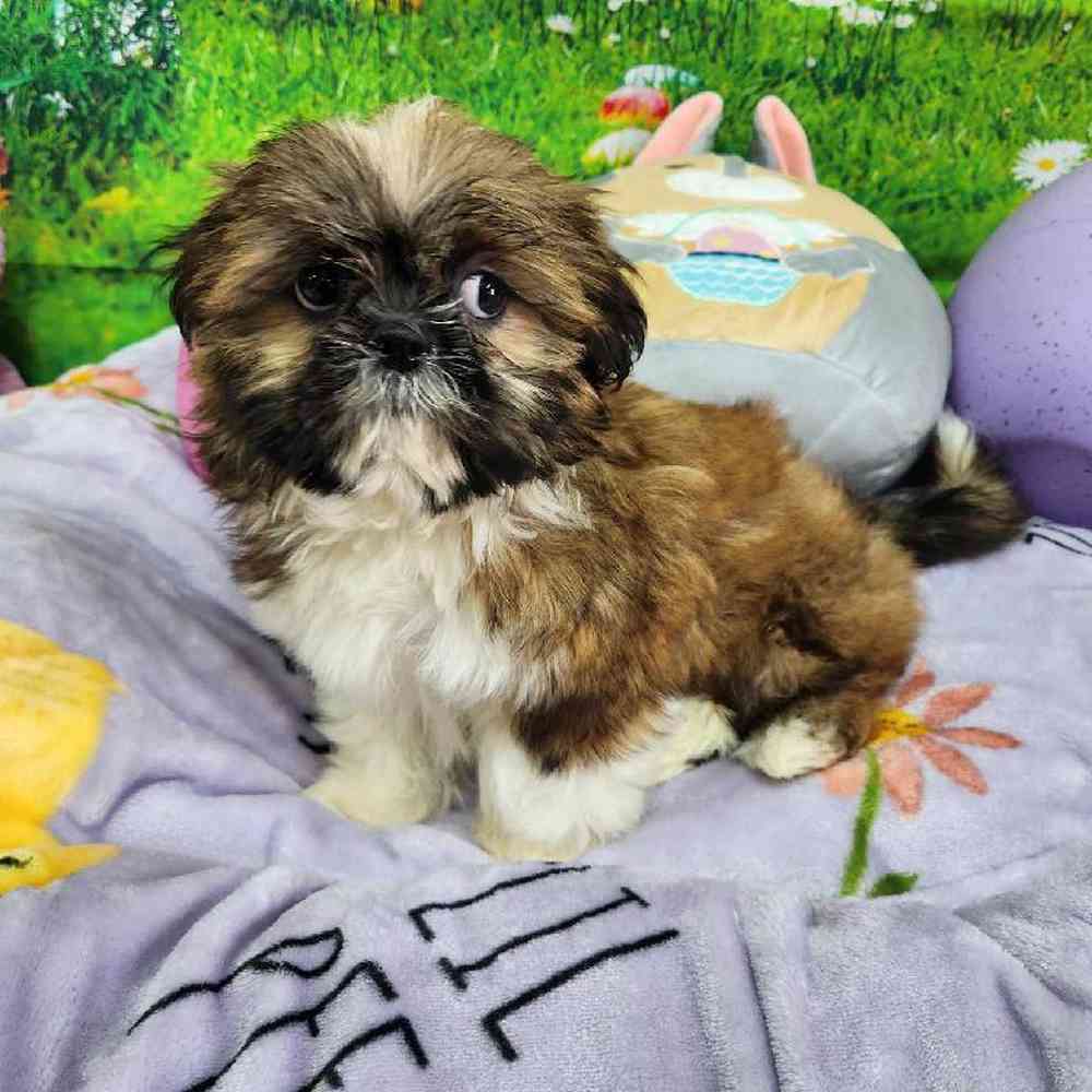 Male Shih Tzu Puppy for Sale in Virginia Beach, VA