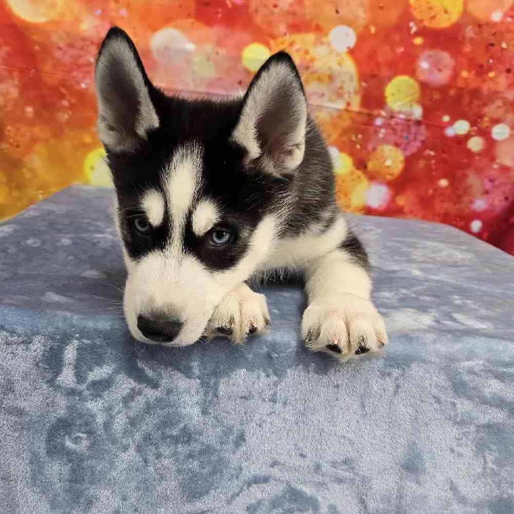 Male Siberian Husky Puppy for Sale in Virginia Beach, VA