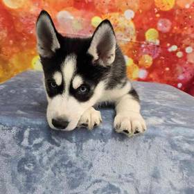 Siberian Husky