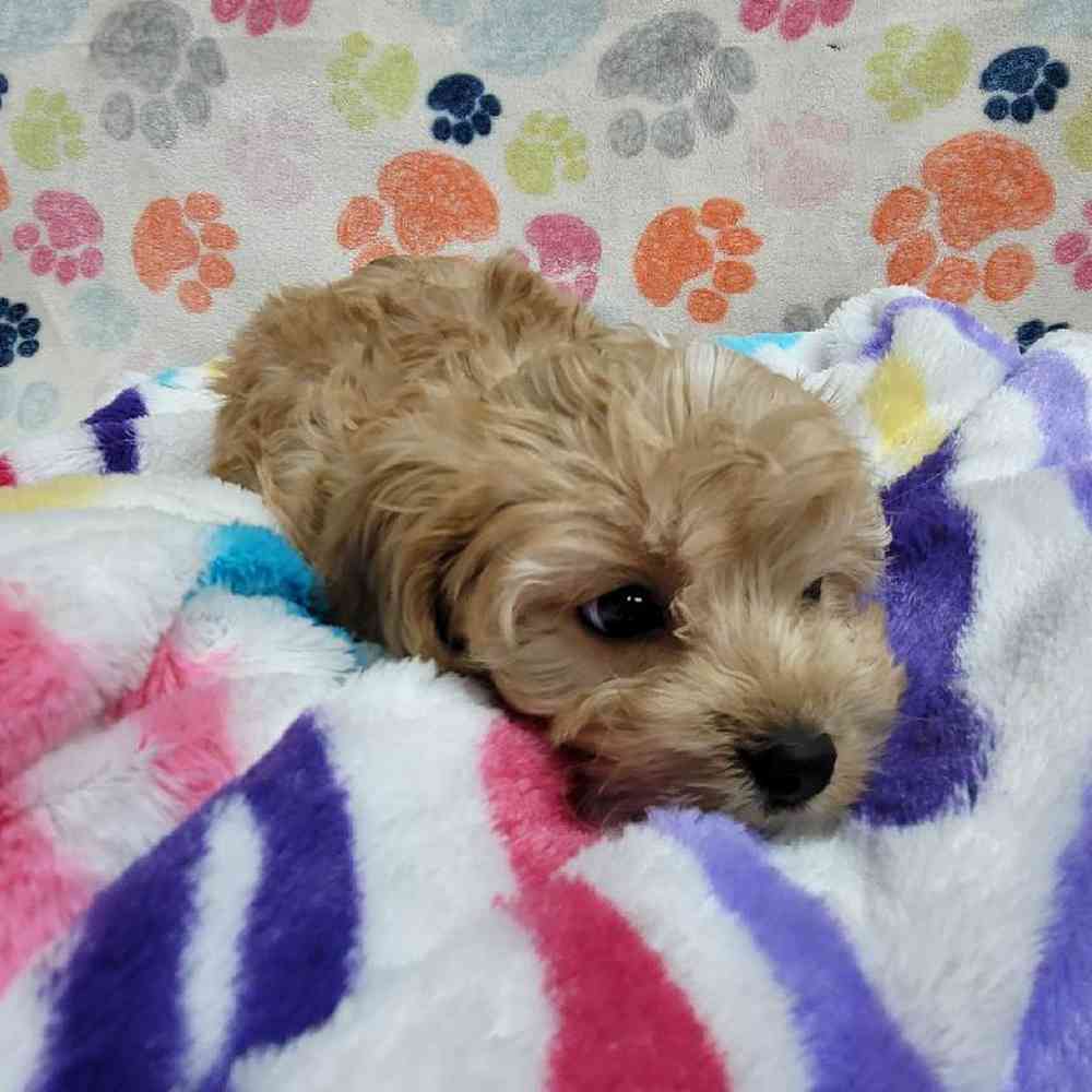 Male Cavapoo Puppy for Sale in Virginia Beach, VA