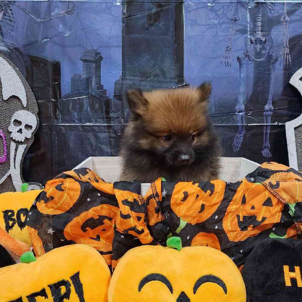 Male Pomeranian Puppy for sale