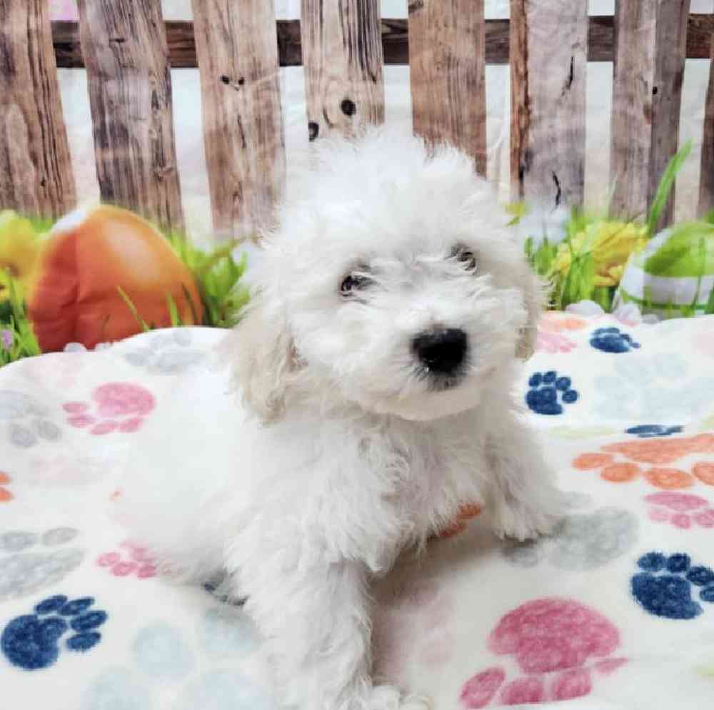 Male Bichonpoo Puppy for Sale in Virginia Beach, VA