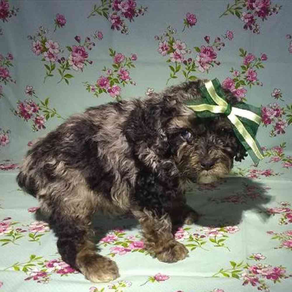 Male Cockapoo Puppy for Sale in Virginia Beach, VA