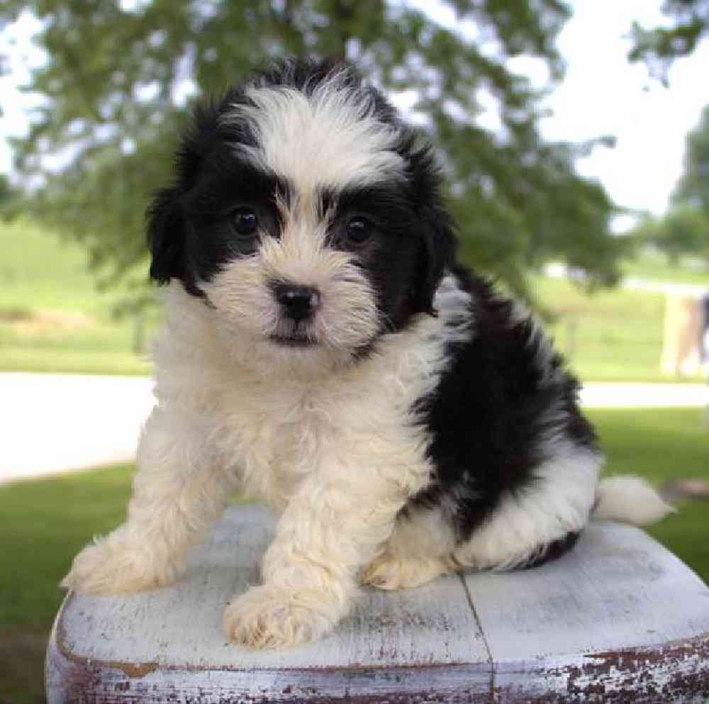 Image of a pet breed in the gallery