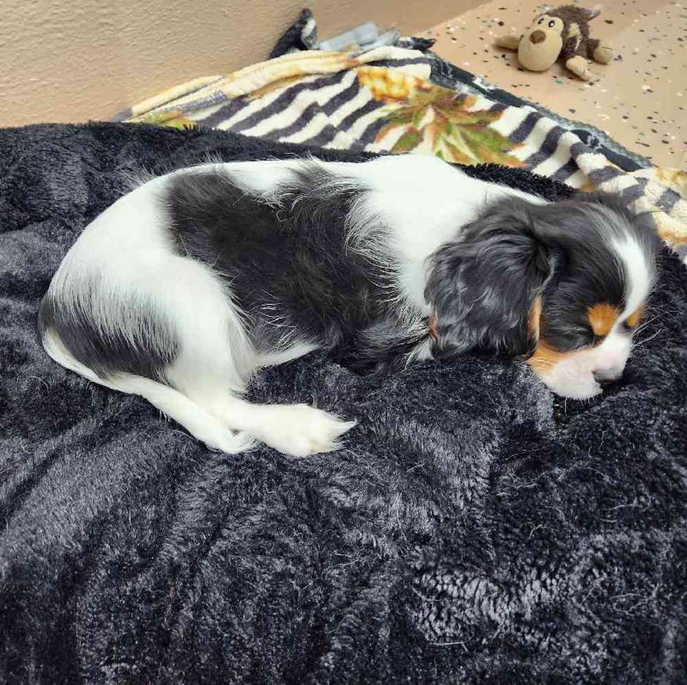 Male Cavalier King Charles Spaniel Puppy for Sale in Virginia Beach, VA