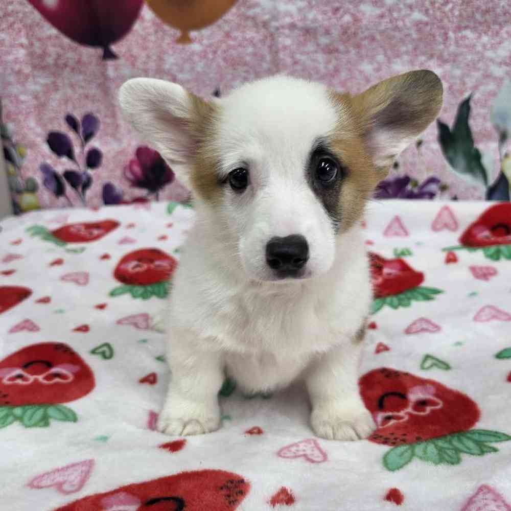 Image of a pet breed in the gallery