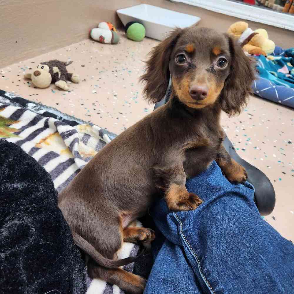 Female Dachshund Puppy for Sale in Virginia Beach, VA