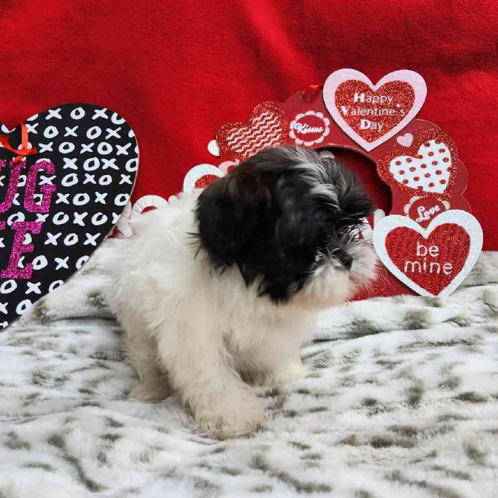 Male Shih Tzu Puppy for Sale in Virginia Beach, VA