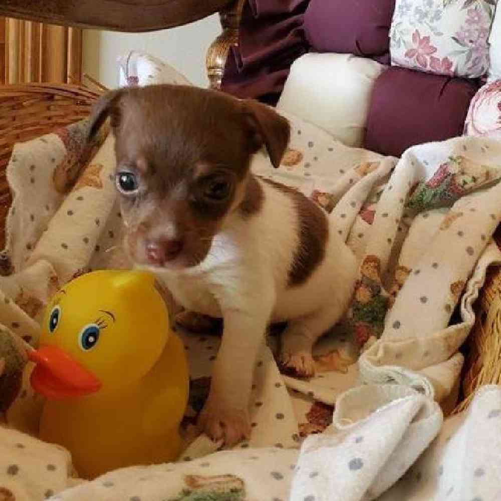 Male Rat-Chi Puppy for Sale in Virginia Beach, VA