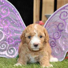 Cockapoo
