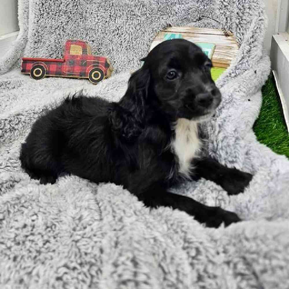 Female Cockapoo Puppy for Sale in Virginia Beach, VA