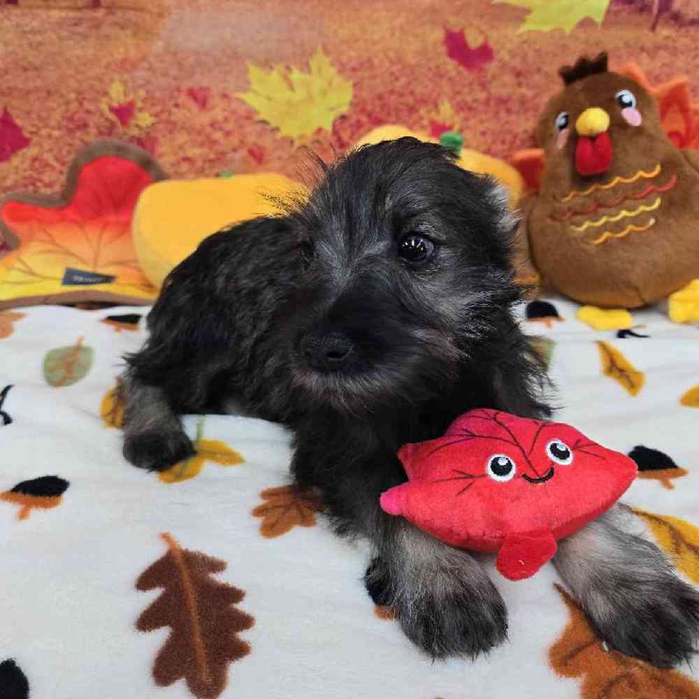 Male Mini Schnauzer Puppy for Sale in Virginia Beach, VA