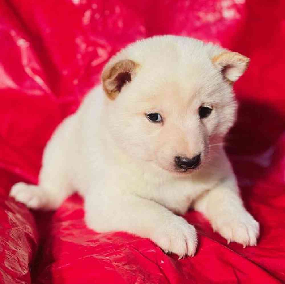 Male Shiba Inu Puppy for Sale in Virginia Beach, VA