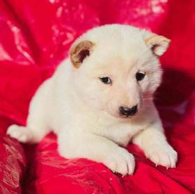 Shiba Inu
