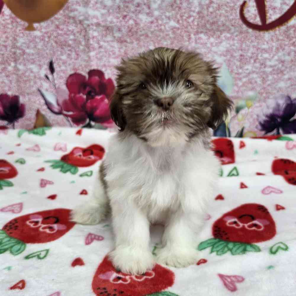 carousel pet images
