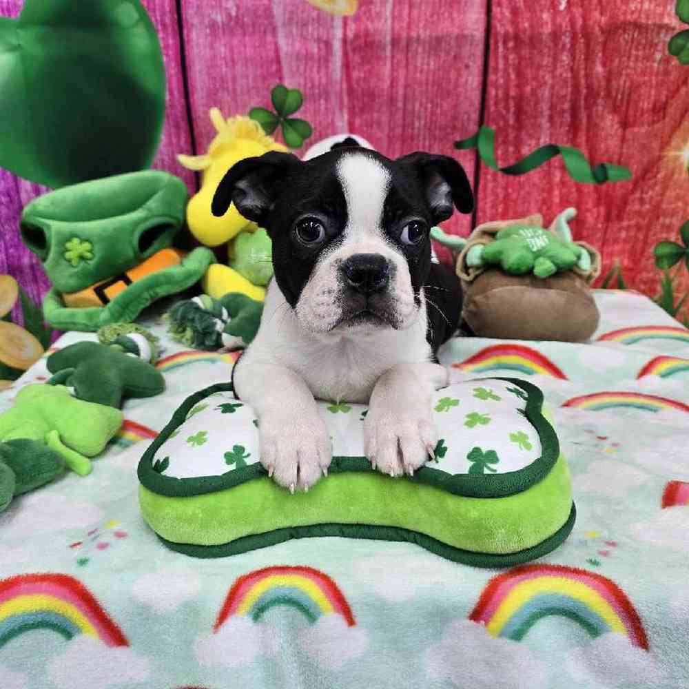 Male Boston Terrier Puppy for Sale in Virginia Beach, VA