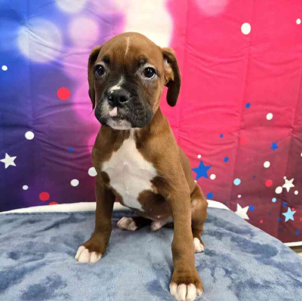 Male Boxer Puppy for Sale in Virginia Beach, VA