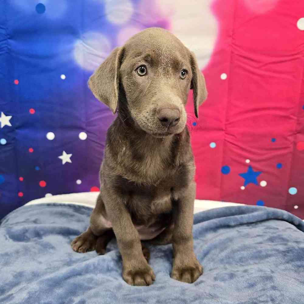 Female Labrador Retriever Puppy for Sale in Virginia Beach, VA