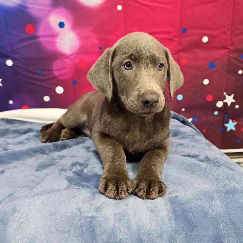 Female Labrador Retriever Puppy for Sale in Virginia Beach, VA