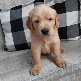 Golden Retriever