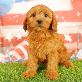 Cavapoo