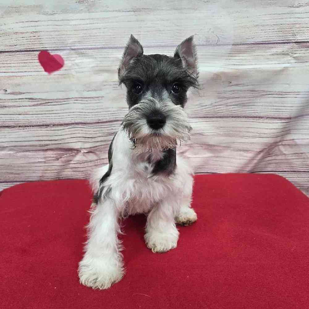 Male Mini Schnauzer Puppy for Sale in Virginia Beach, VA