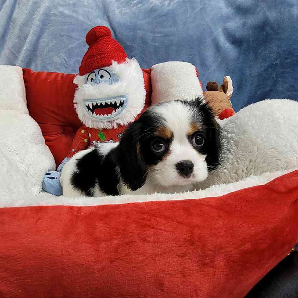 Male Cavalier King Charles Spaniel Puppy for Sale in Virginia Beach, VA