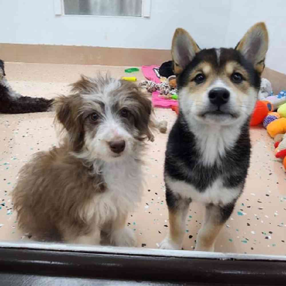 Female Mini Aussiedoodle Puppy for Sale in Virginia Beach, VA