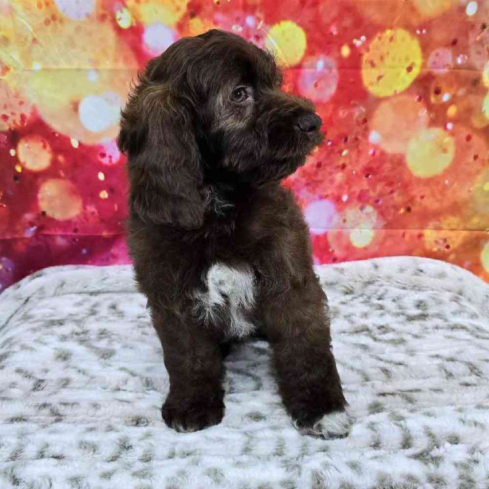 Female Cockapoo Puppy for Sale in Virginia Beach, VA