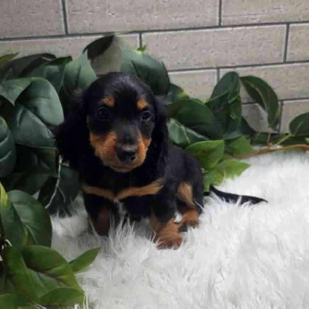 Image of a pet breed in the gallery