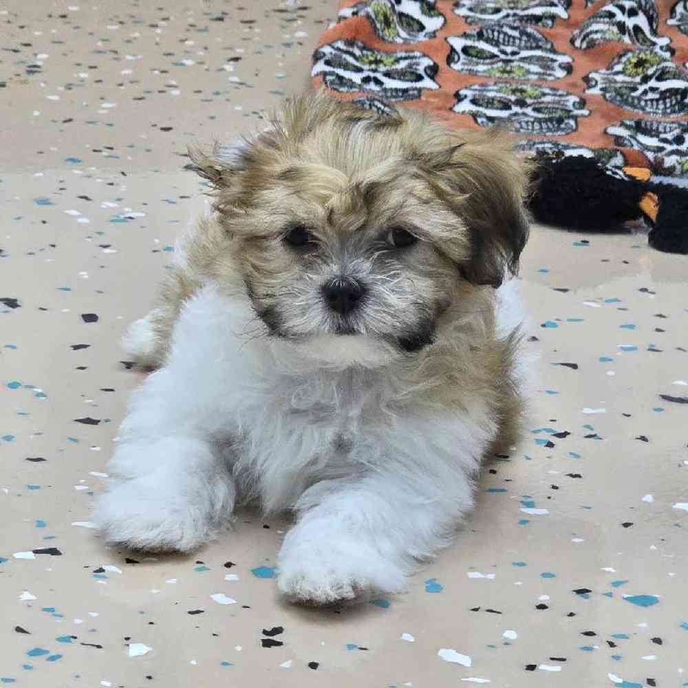 Male Malshi Puppy for Sale in Virginia Beach, VA
